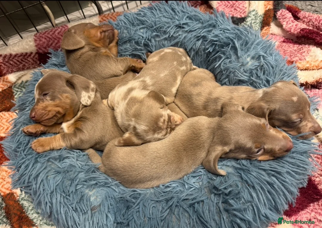 Miniature Dachshund dogs for sale: Pedigree KC registered Minature Dachshund Puppies  in Dorchester - Advert 1