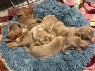 Miniature Dachshund dogs Pedigree KC registered Minature Dachshund Puppies - Advert 16