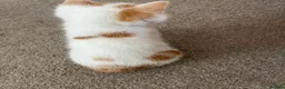 Mixed Breed cats for sale: Male ginger and white kitten - Advert 17