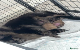 Pomeranian dogs for sale: Male Pomeranian 4 month - Image 3
