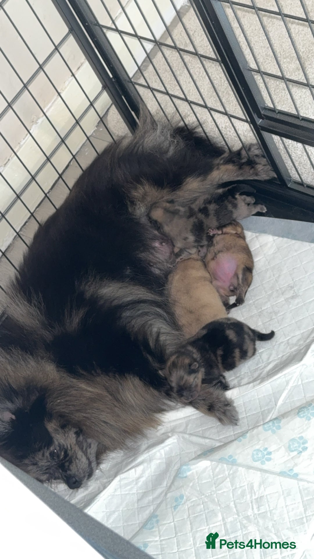 Pomeranian dogs for sale: Male Pomeranian 4 month - Image 3