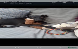 Mixed Breed dogs for sale: Alaunt type puppies - Advert 2