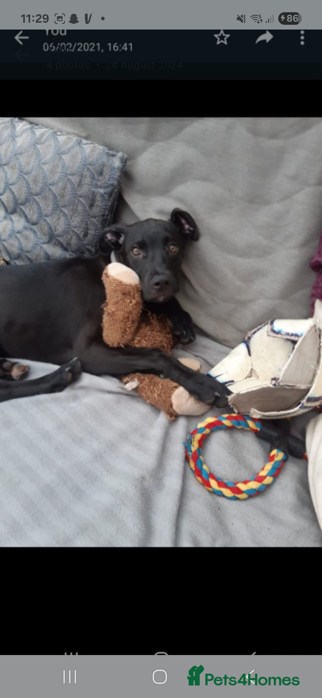 Mixed Breed dogs for sale: Alaunt type puppies - Advert 2