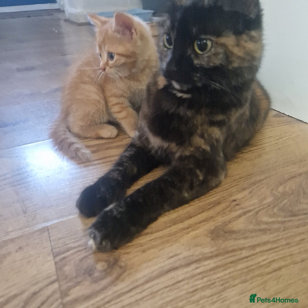 Somali cats for sale: Patient and friendly Somali cat for sale - Image 4