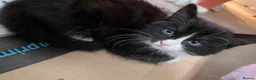 Domestic Shorthair cats for sale: Cute bundle of Kittens - Advert 9