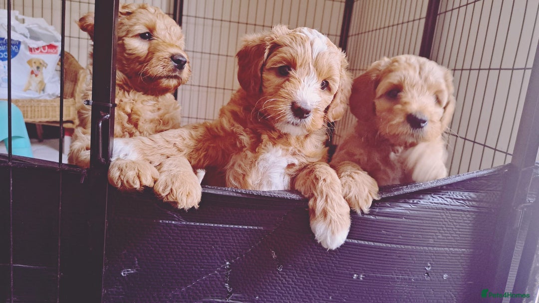 Australian Labradoodle dogs for sale: Australian Labradoodle puppies in Basildon - Image 7
