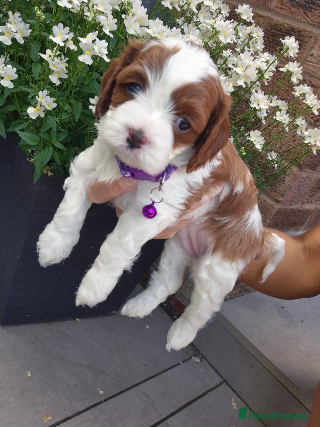 Cavapoo dogs for sale: Too cute to handle cavapoo puppies - Image 12