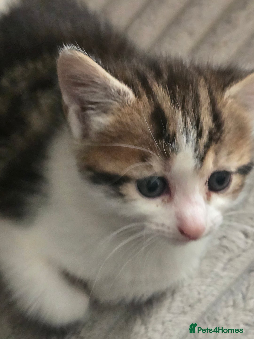 Mixed Breed cats for sale: Tabby and white kittens - Image 3