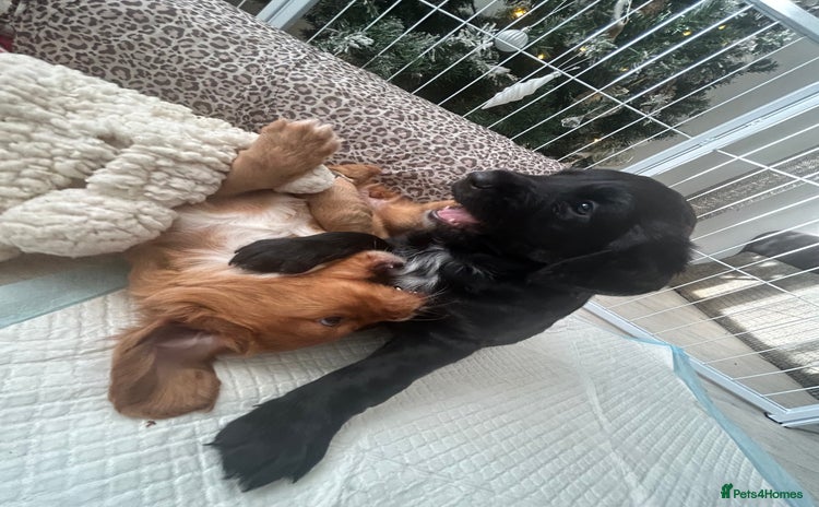 Mixed Breed dogs KC COCKER X MINI COLLIE PUPS  - Advert 12