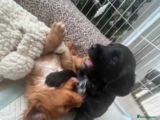 Mixed Breed dogs for sale: KC COCKER X MINI COLLIE PUPS - Advert 1
