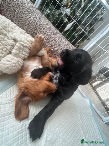 Mixed Breed dogs KC COCKER X MINI COLLIE PUPS - Advert 15