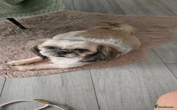 Shih Tzu dogs for sale: Puppies for reservation / sale  - Image 26