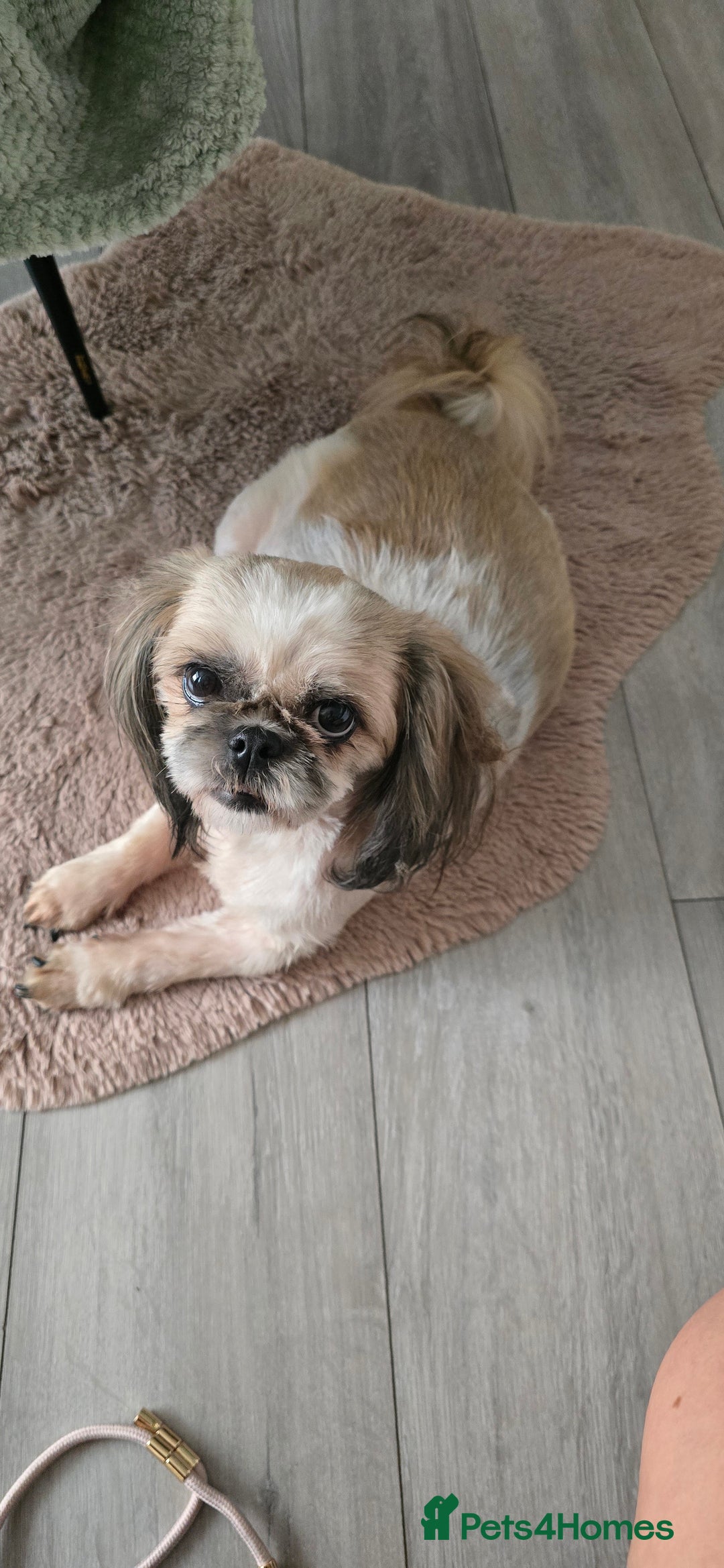 Shih Tzu dogs for sale: Puppies for reservation / sale  - Image 26