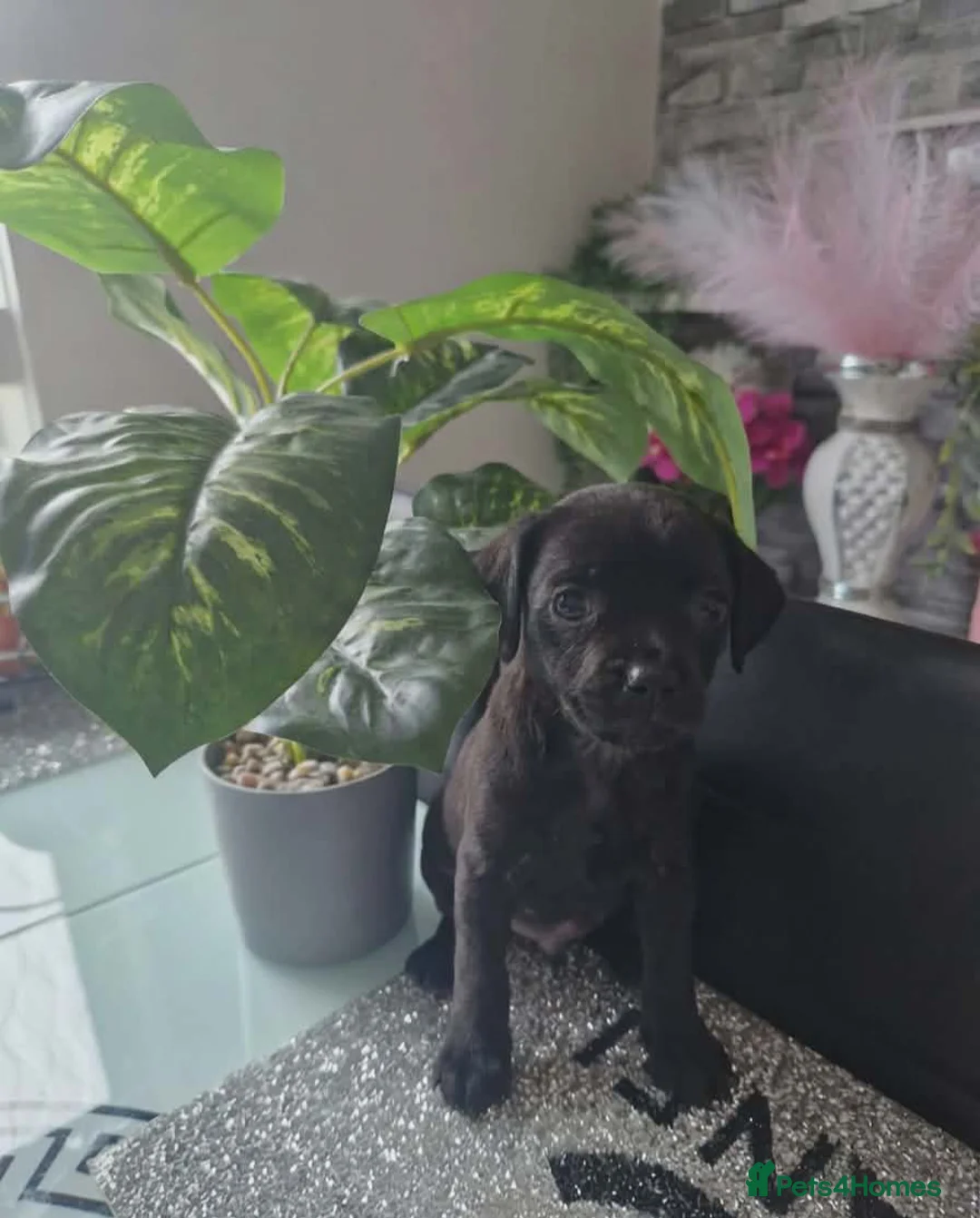 Jack Russell dogs for sale: Jack russel puppy  - Advert 2