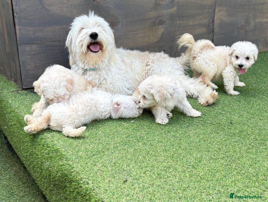 Cockapoo dogs for sale: F1B cockapoo (ready to go)  - Image 10