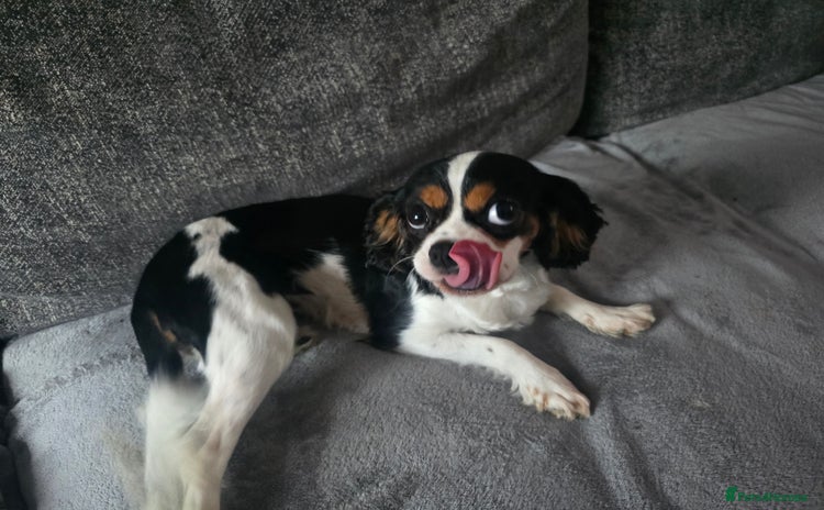 Cavalier King Charles Spaniel dogs - Advert 1