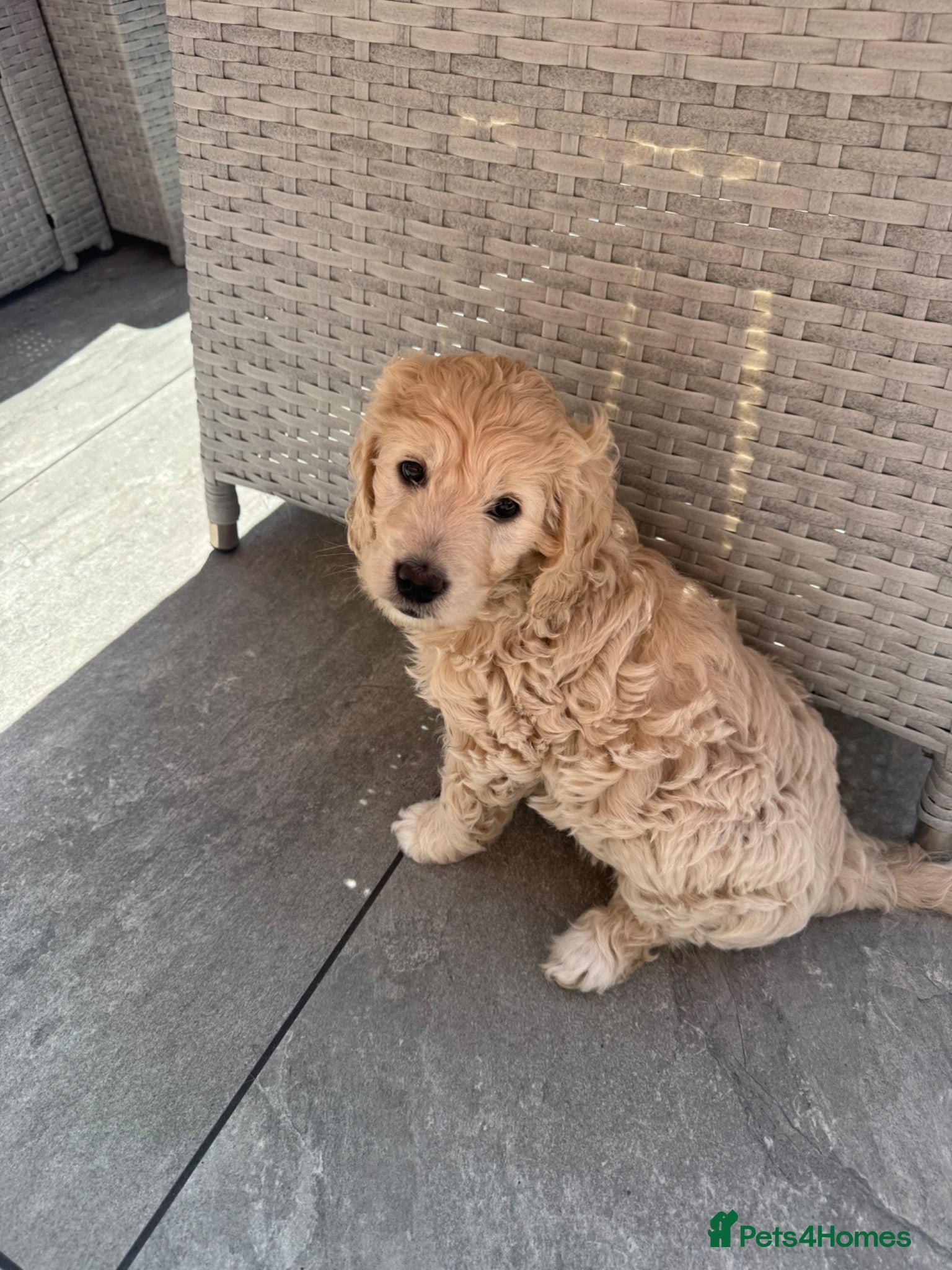 Goldendoodle dogs READY NOW!Beautiful F1 mini Goldendoodle Girl - Advert 12
