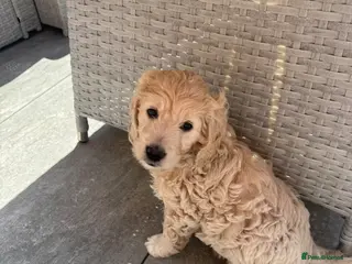 Goldendoodle dogs READY NOW!Beautiful F1 mini Goldendoodle Girl - Advert 12