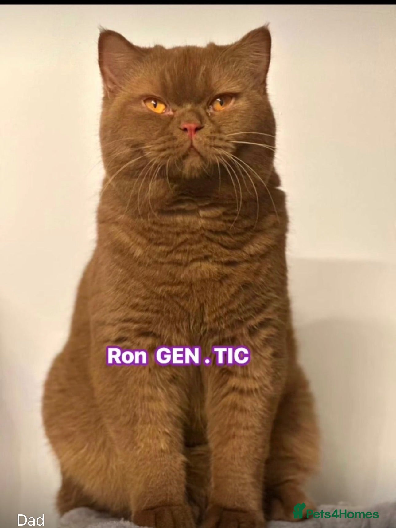 British Shorthair cats British shorthair rare colors  - Advert 2