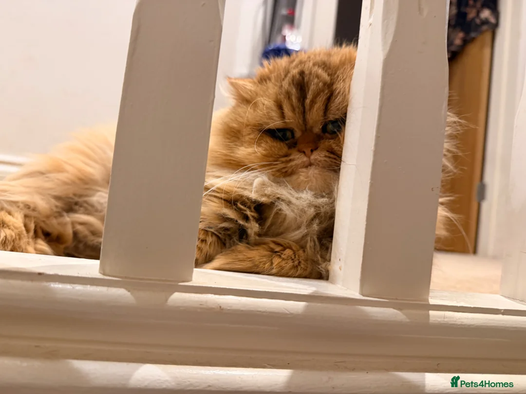 Persian cats for sale: 5 Persian X kittens available from 9th May - Advert 26