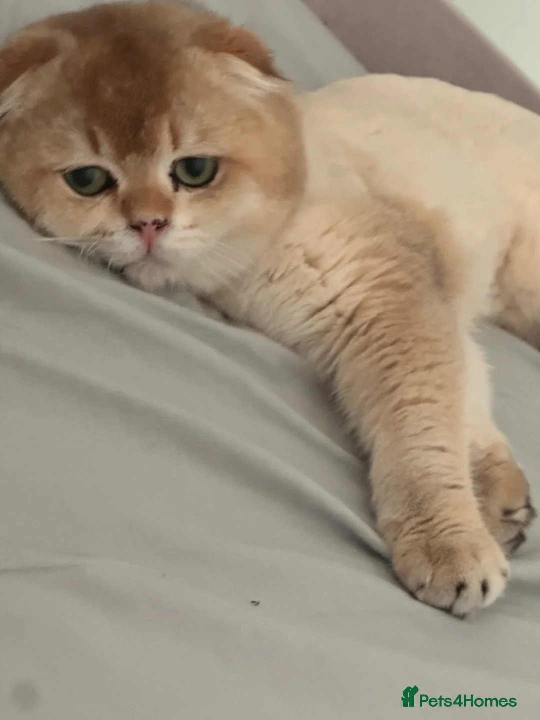 Scottish Fold cats for sale: Beautiful Scottish Fold Male - Advert 1