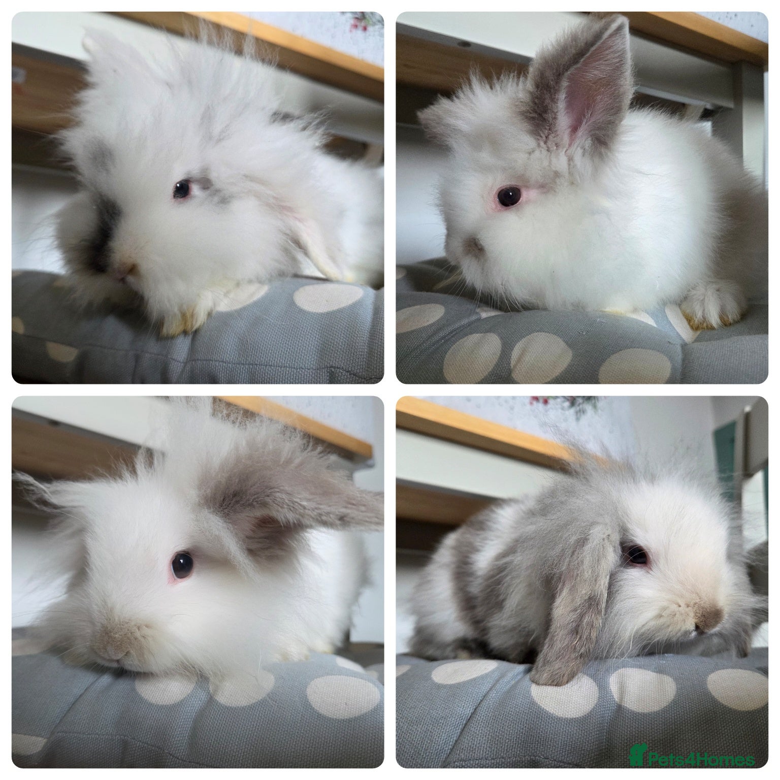 Mixed Breed rabbits READY NOW 4 baby bucks - Advert 15