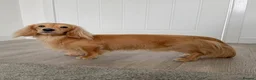 Miniature Dachshund dogs for stud: KC Miniature Shaded Cream Long Hair Dachshund stud - Advert 8