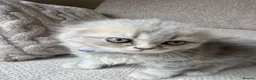 Scottish Fold cats for sale: Beautiful Scottish Fold Kittens 🐾 in Huntingdon - Advert 5