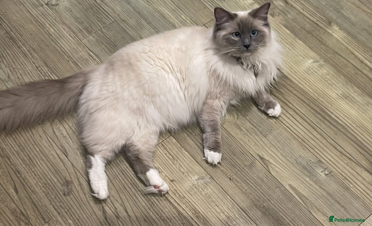 Ragdoll cats Pure Ragdolls stunning 😍  - Advert 1
