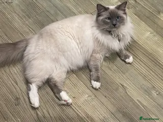 Ragdoll cats Pure Ragdolls stunning 😍 - Advert 1