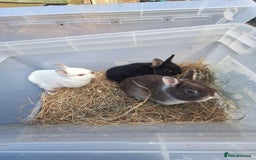Netherland Dwarf rabbits for sale: 4 baby Netherland dwarf rabbits for sale £50 each  - Image 1