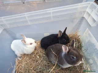 Netherland Dwarf rabbits 4 baby Netherland dwarf rabbits for sale £50 each - Advert 13