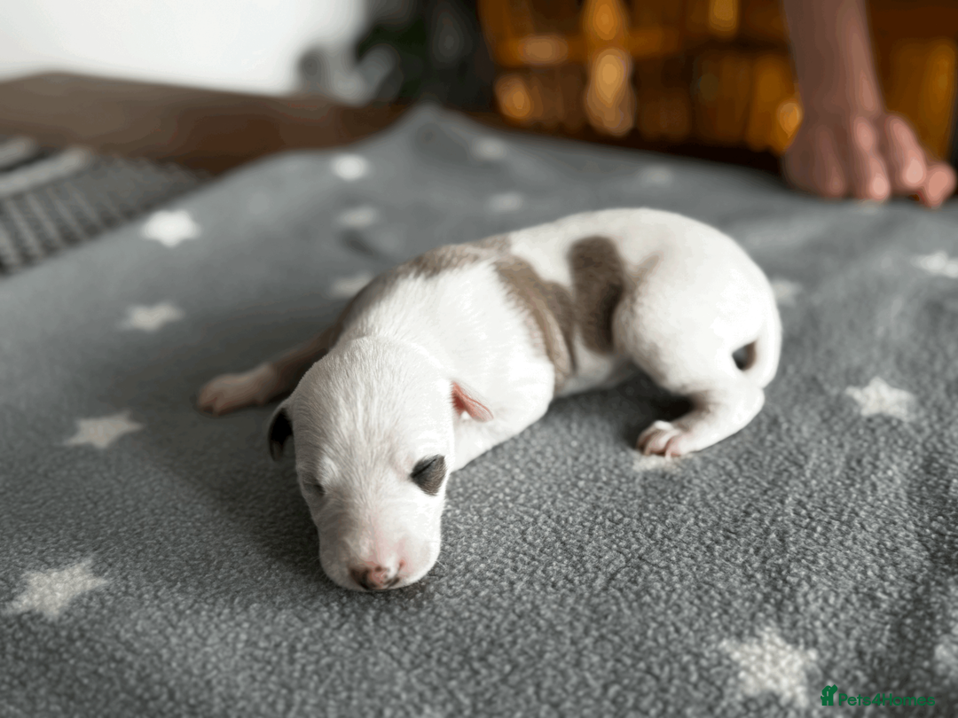Whippet dogs for sale: KC Registered Small Whippet Puppies  - Advert 6