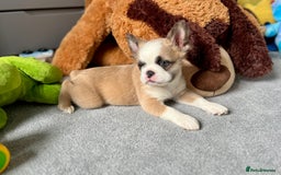 French Bulldog dogs for sale: Fluffy Husky Boy Carrying Pink - Image 1