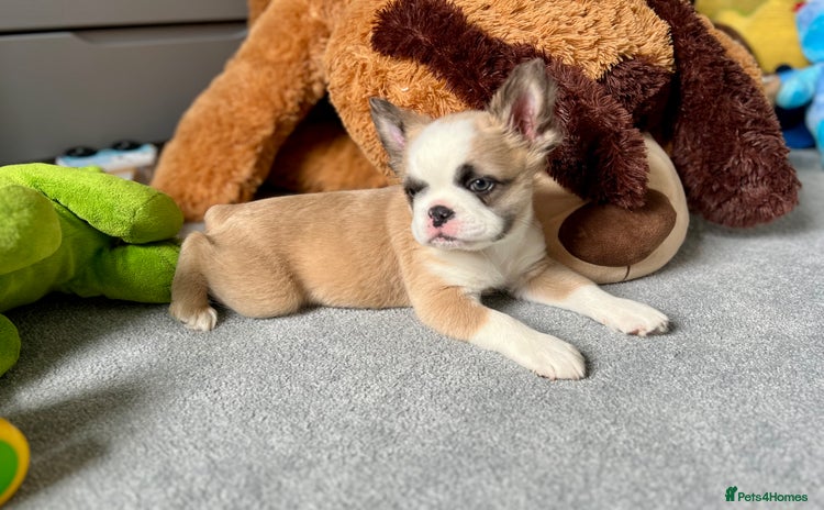 French Bulldog dogs - Advert 2