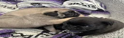 Pug dogs for sale: Fawn and black pug ready now in Liverpool - Advert 4