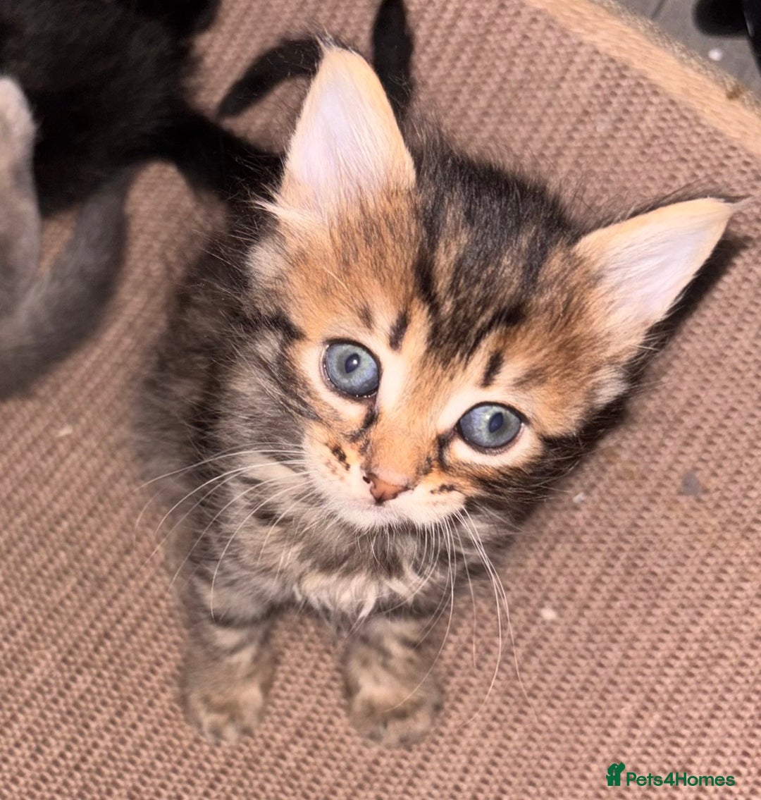 Mixed Breed cats for sale: 7 Gorgeous mixed kittens - Image 27