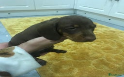 Miniature Dachshund dogs for sale: STUNNING MINIATURE DACHSHUND PUPPIES FOR SALE - Image 7