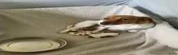 Jack Russell dogs for sale: Lovely family Jack Russell puppies - Advert 1