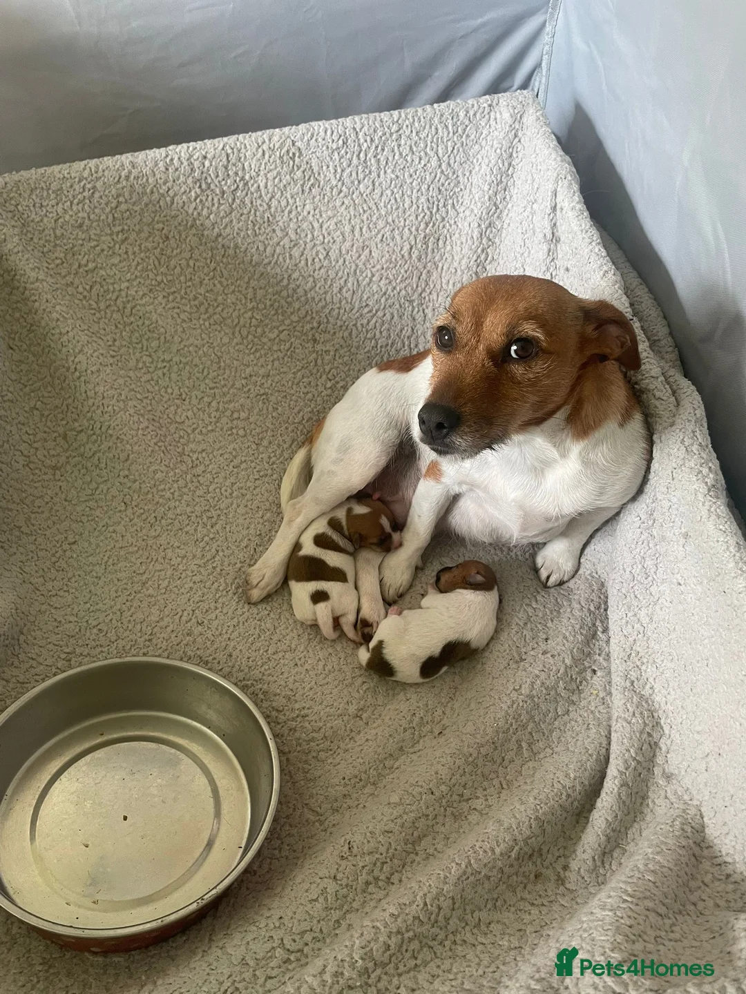 Jack Russell dogs for sale: Lovely family Jack Russell puppies - Advert 1