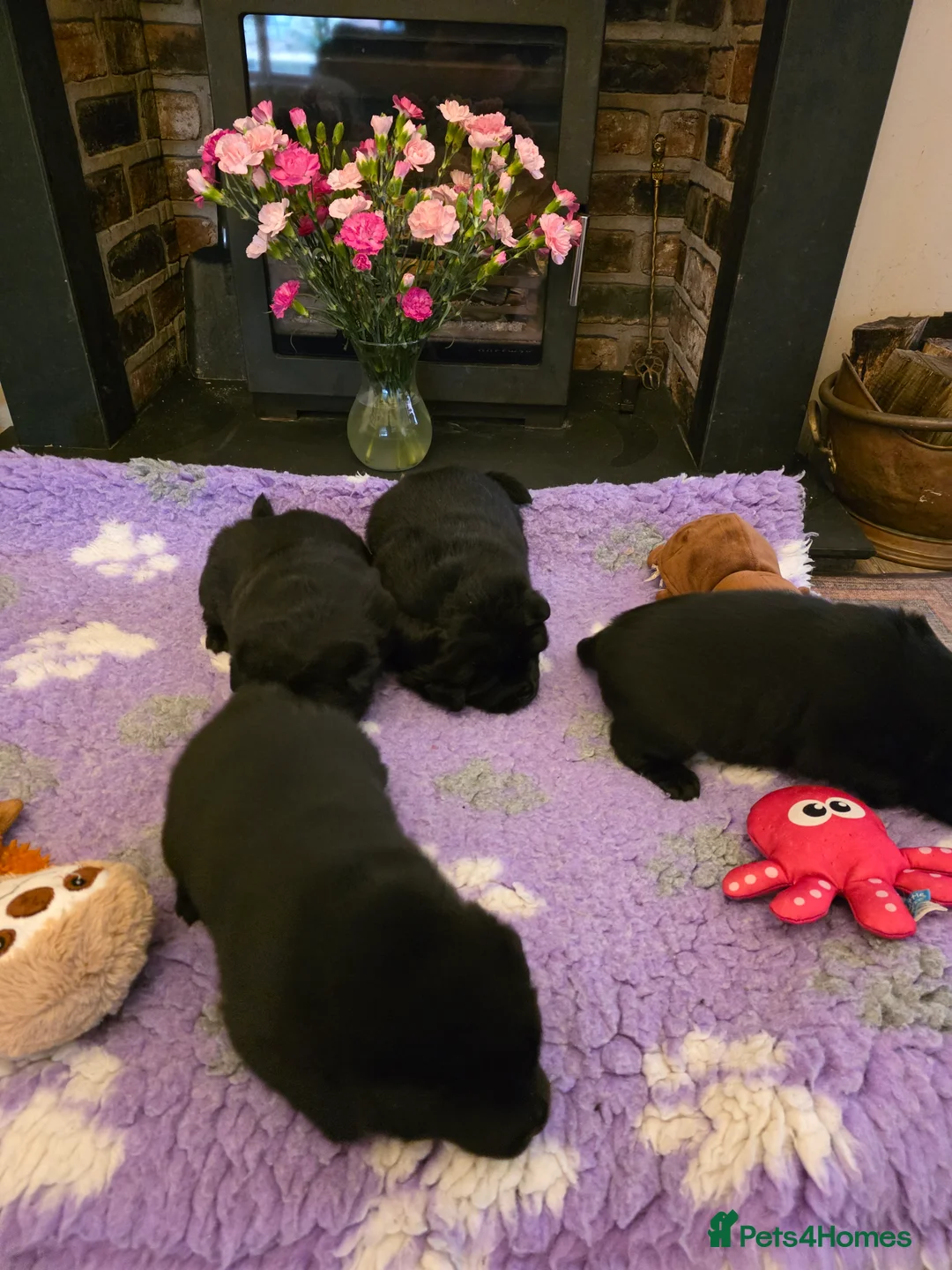Mixed Breed dogs for sale: Gorgeous Chowador Puppies  - Advert 12