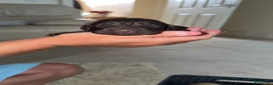 Cockapoo 2