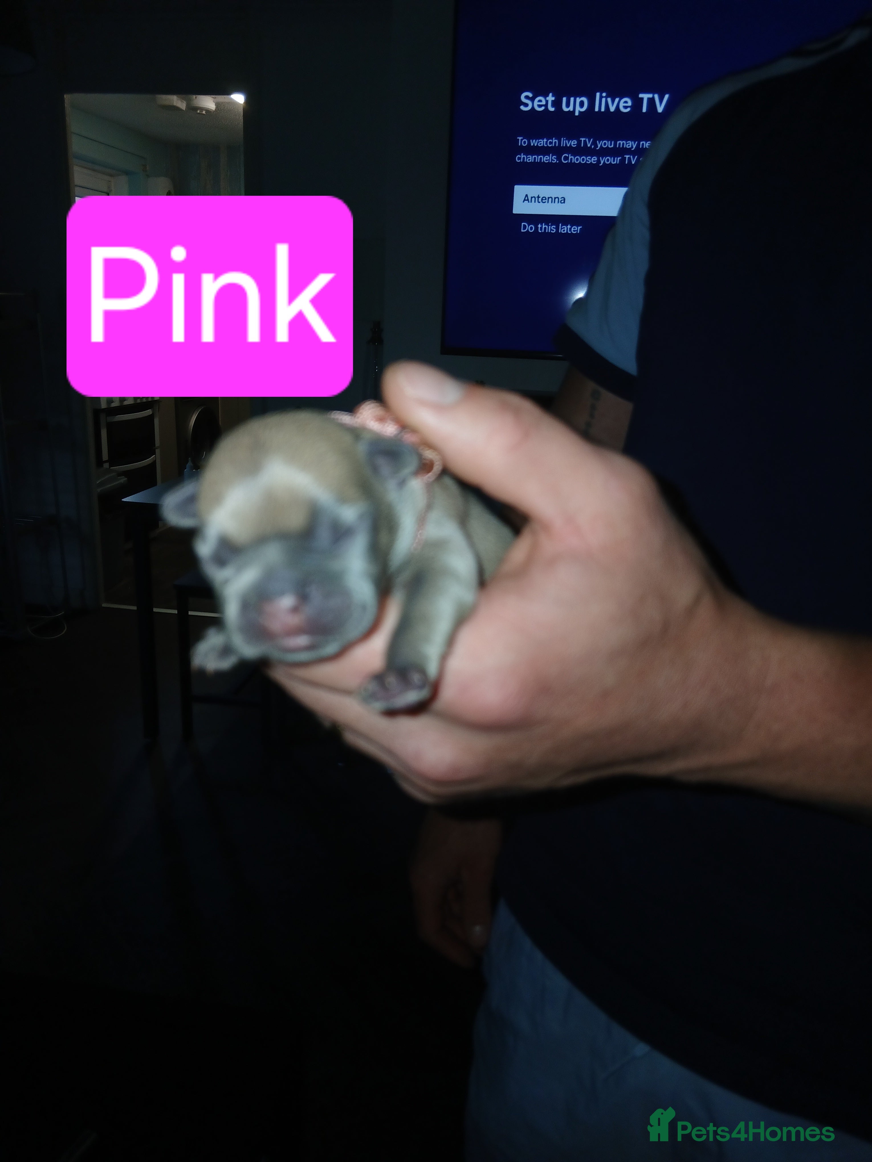 French Bulldog dogs for sale: French bulldog puppies payment plans available  - Advert 3