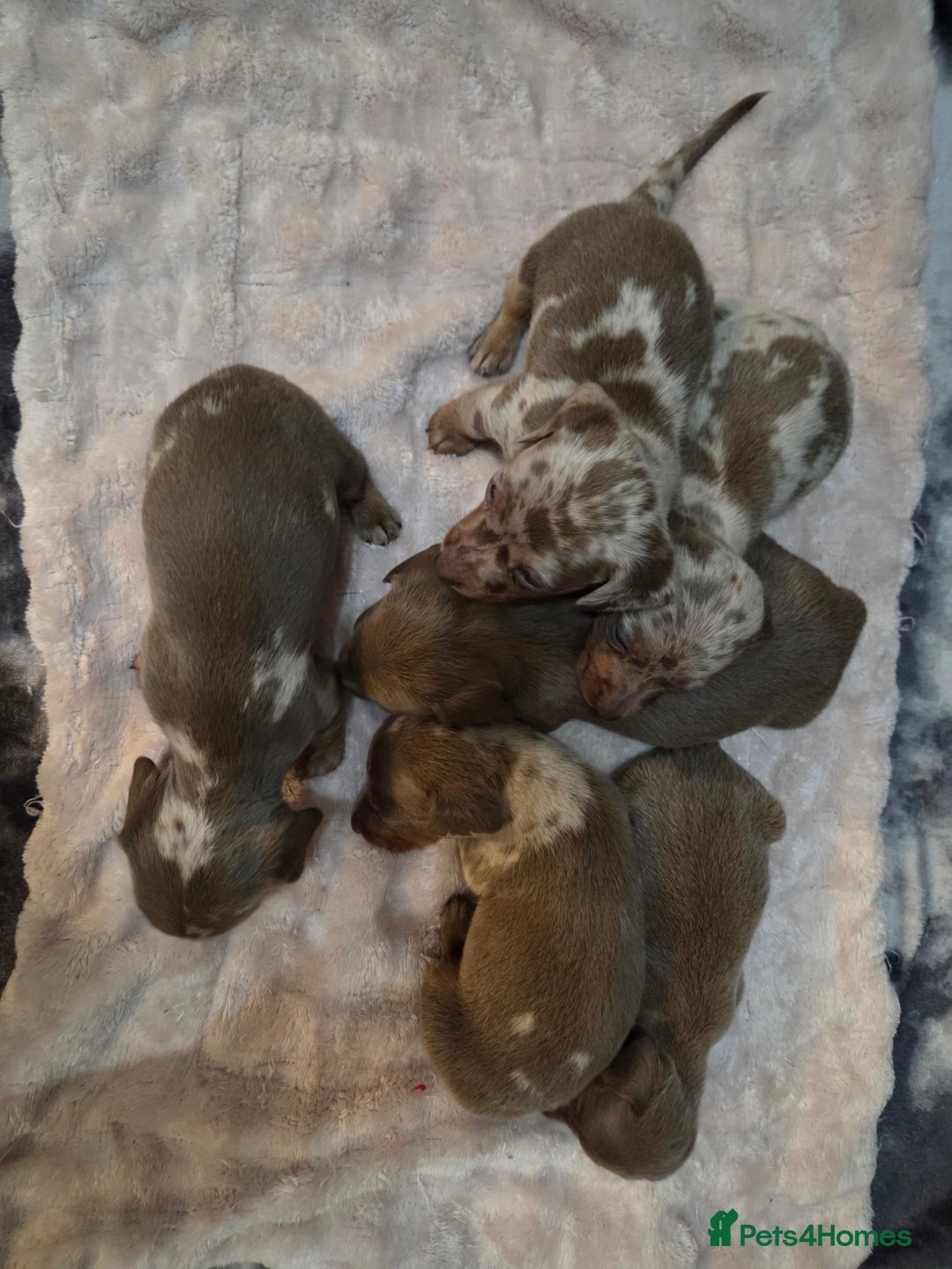 Miniature Dachshund dogs for sale: Miniature dachshund pups KC Reg - Advert 15