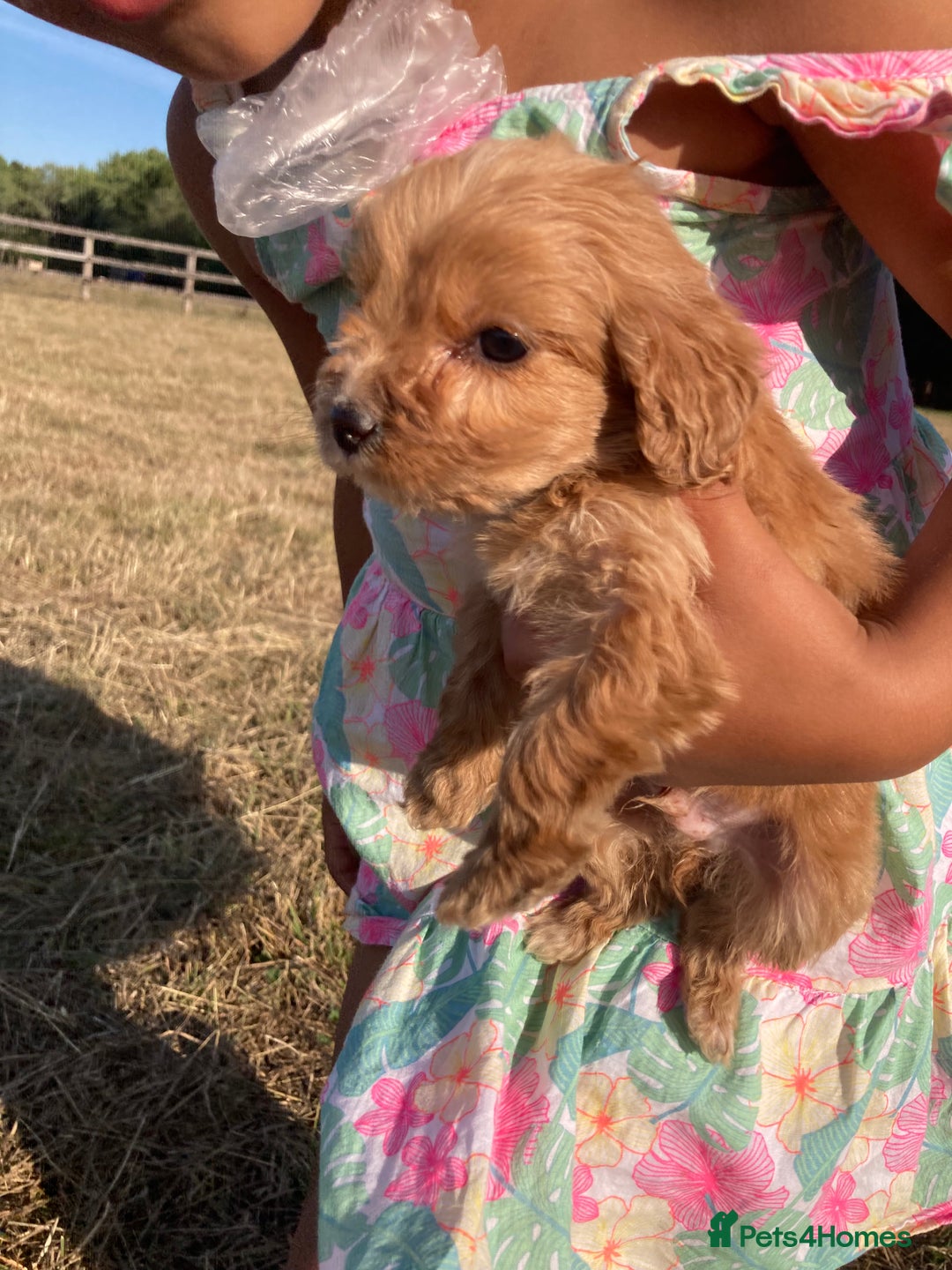 Cockapoo dogs for sale: Cockapoos  - Image 11