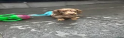 Miniature Dachshund dogs for sale: Long haired miniature dachshund  - Advert 5