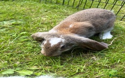 French Lop rabbits for sale: Beautiful and friendly French lop babies - Image 8