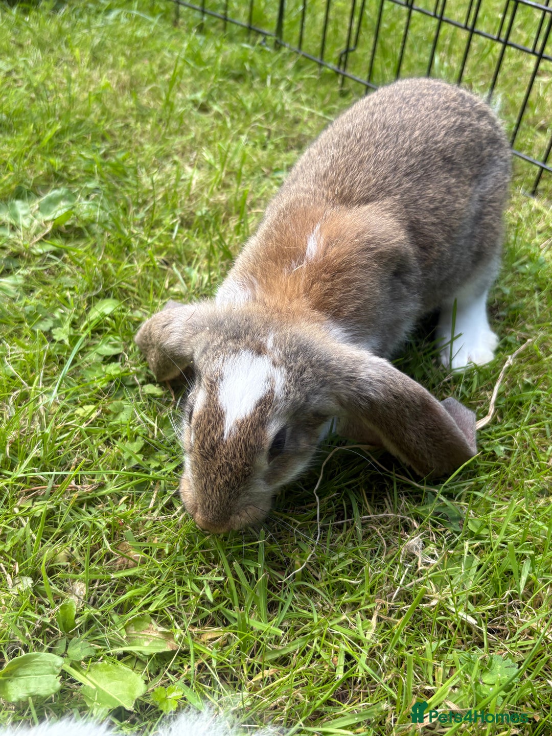 French Lop rabbits for sale: Beautiful and friendly French lop babies - Image 8
