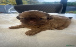 Shih Tzu dogs for sale: 🐶Imperial ShihTzu Puppies–Exceptional Bloodline🐶 - Image 14