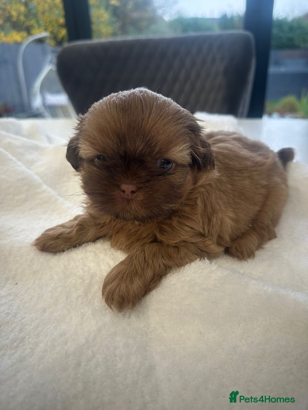 Shih Tzu dogs for sale: 🐶Imperial ShihTzu Puppies–Exceptional Bloodline🐶 - Image 14